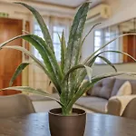 Apartment Cosy 1br With Sofabed & Balcony In St'julians By 360 Estates Saint Julian's